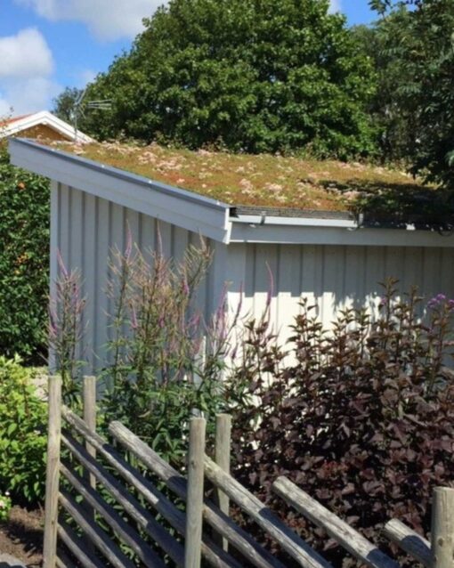 Sedum på tak - Bild 2