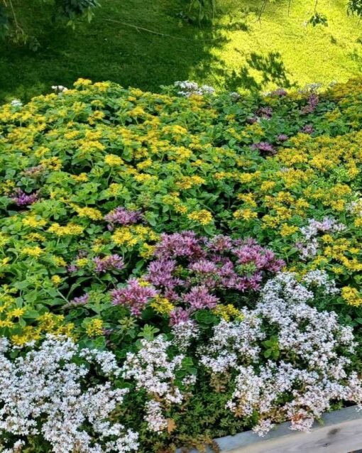 Sedum på tak - Bild 3