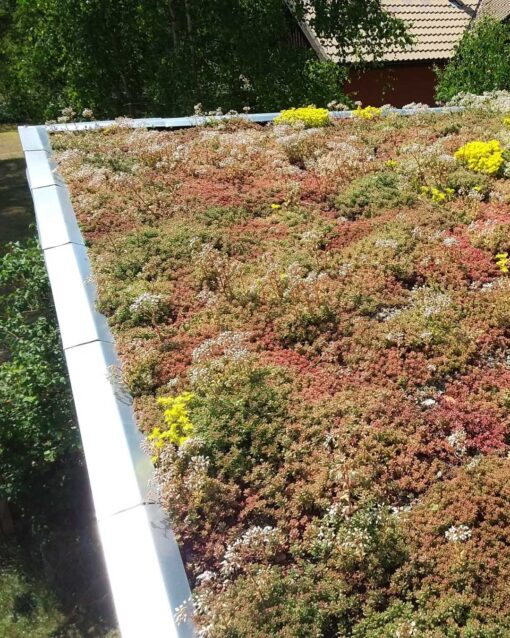 Sedum på tak - Bild 4